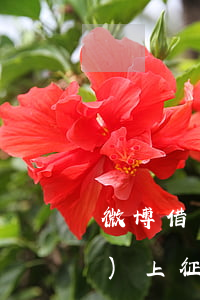 微博借錢(qián)逾期多久會(huì)上征信嗎，微博借錢(qián)逾期多久會(huì)影響個(gè)人征信記錄？